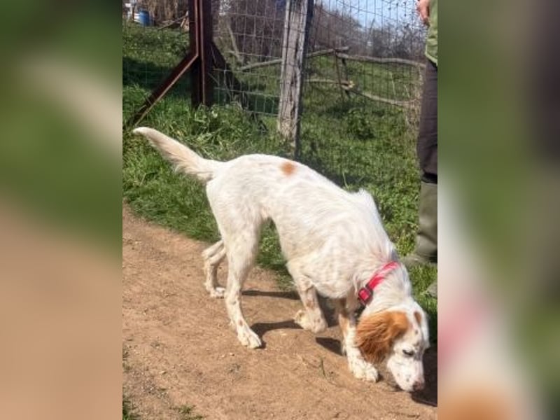 Bezaubernde Marilia sucht ihr Glück