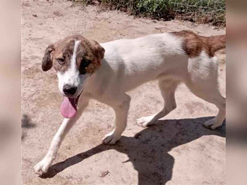 Zauberhafte LANA sucht ein Zuhause voller Liebe und Geborgenheit