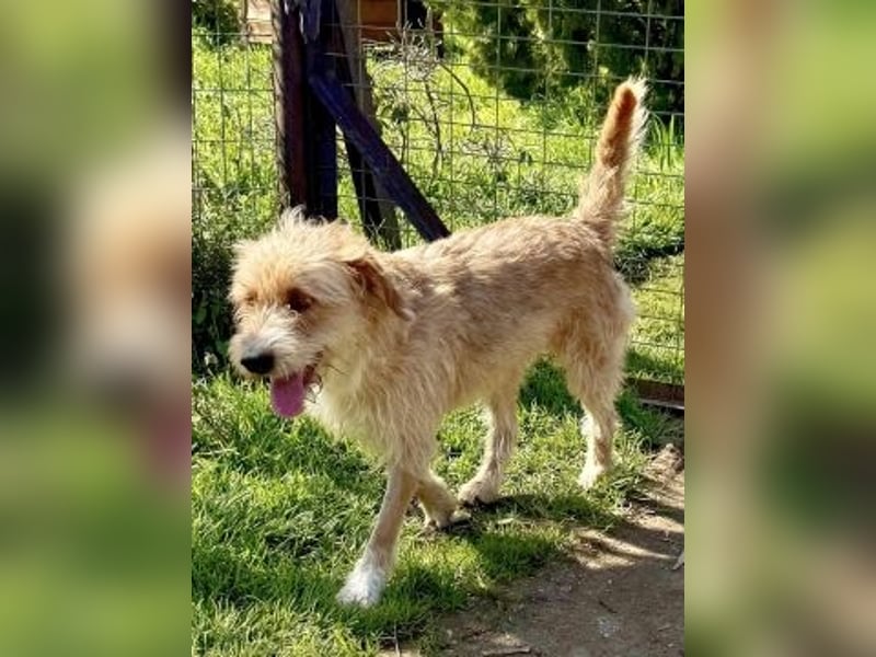 Simon - junger Sonnenschein sucht seine Menschen