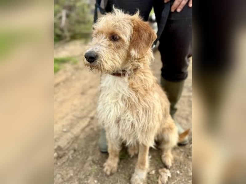 Simon - junger Sonnenschein sucht seine Menschen
