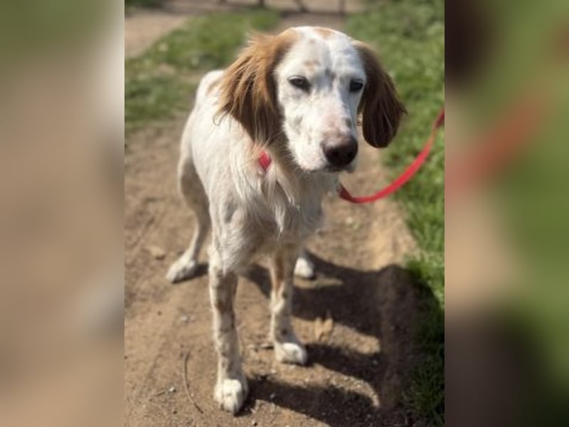 Bezaubernde Marilia sucht ihr Glück
