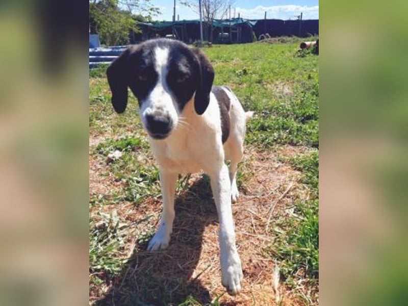 freundliche Lizy sucht ihre Menschen