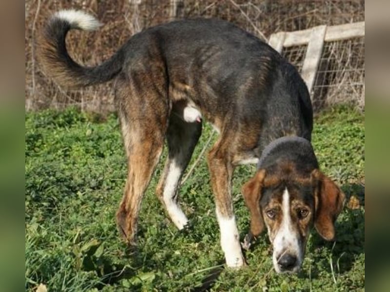 Sanfter Marco sucht sein Glück