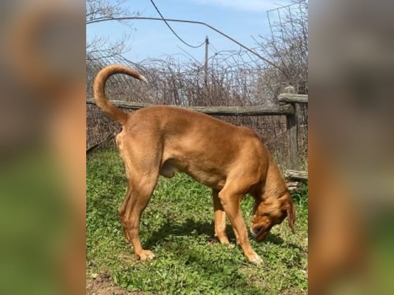 Toller verträglicher Manny - aufgeweckt aber lieb und verschmust