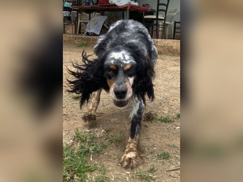 *Handicap* Lola - freundliche, menschenbezogene Setter-Mix-Hündin