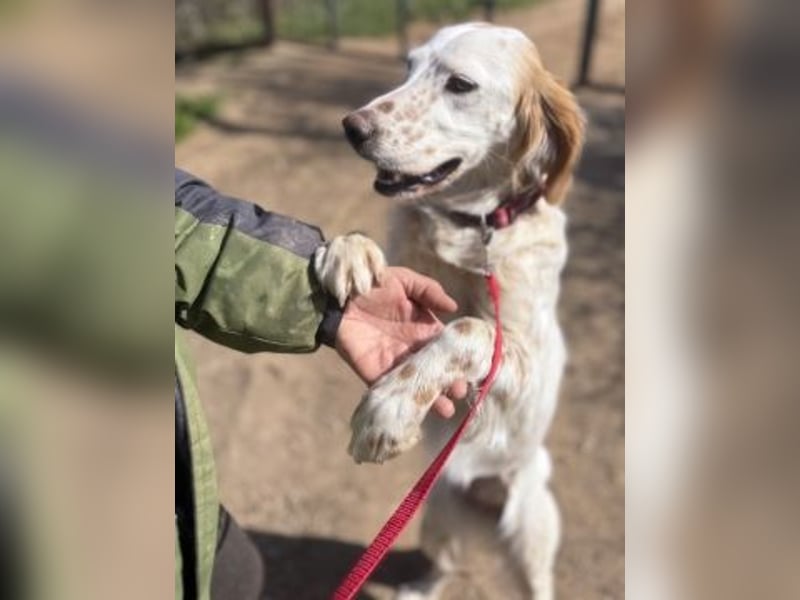 Bezaubernde Marilia sucht ihr Glück