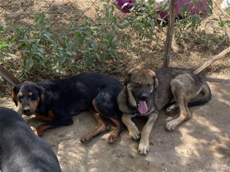 Siera - ein Herz auf 4 Pfoten