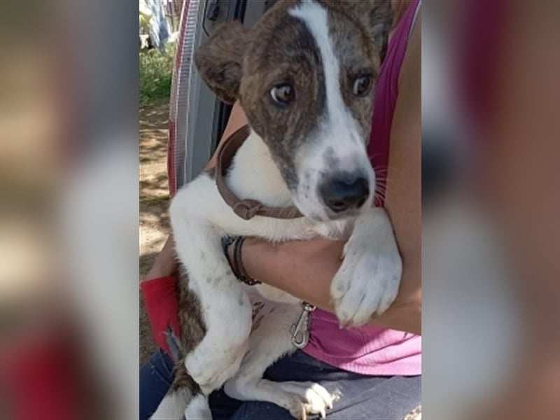 LINA - aufgewecktes und verträgliches Hundemädchen