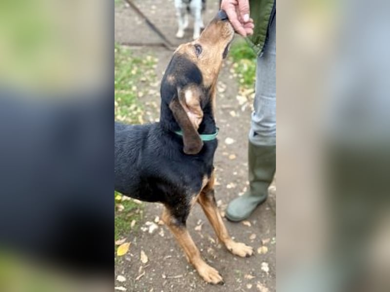 Sanfter Marco sucht sein Glück