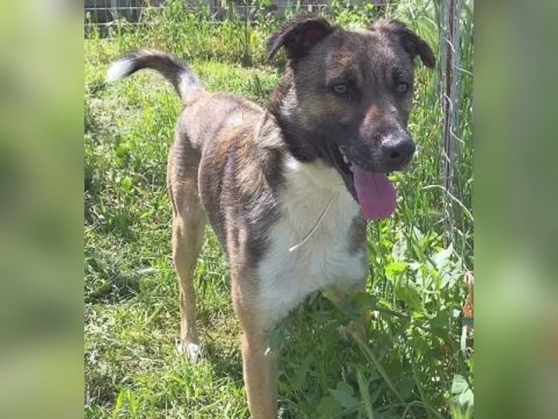 Zauberhafter Logan - sanfte zurückhaltende Seele