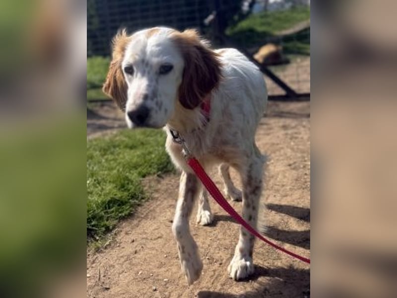 Bezaubernde Marilia sucht ihr Glück