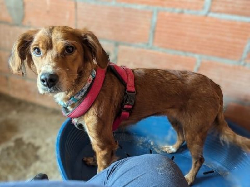 Sissi-charmante kleine Hundedame wartet auf ihr Glück