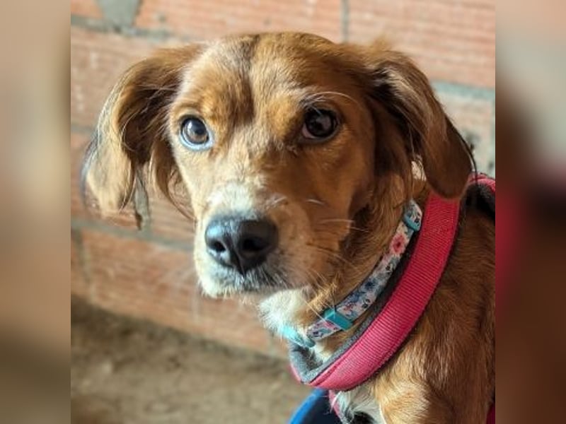 Sissi-charmante kleine Hundedame wartet auf ihr Glück