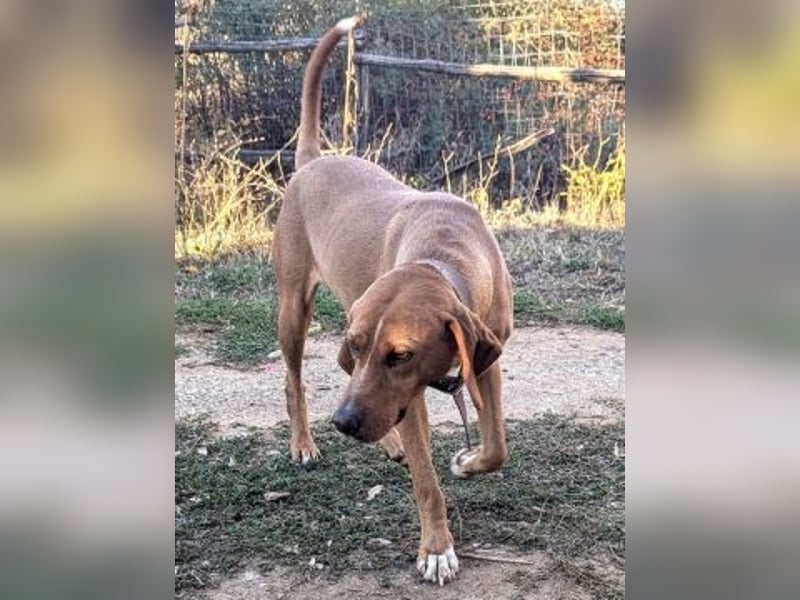 Toller verträglicher Manny - aufgeweckt aber lieb und verschmust