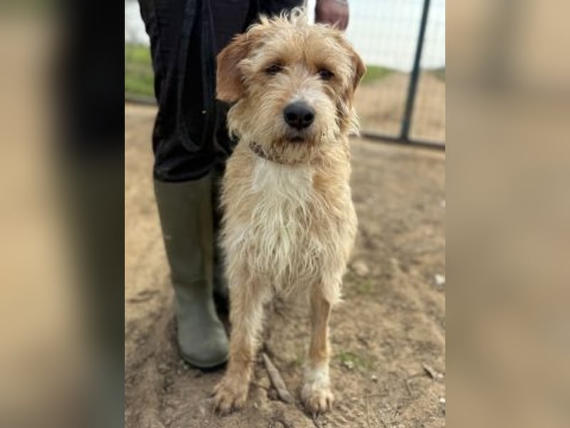 Simon - junger Sonnenschein sucht seine Menschen