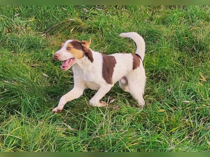 Freundlicher Bruno
