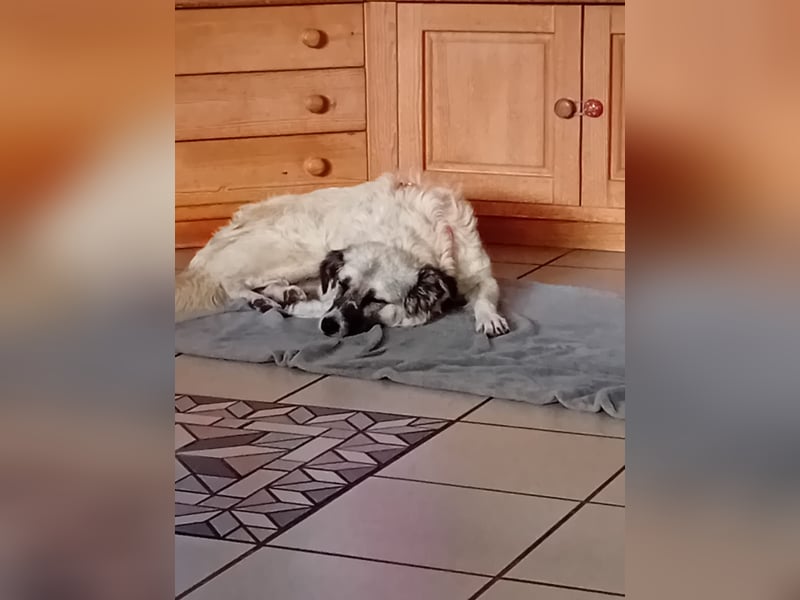 Kuschelbär Chanel