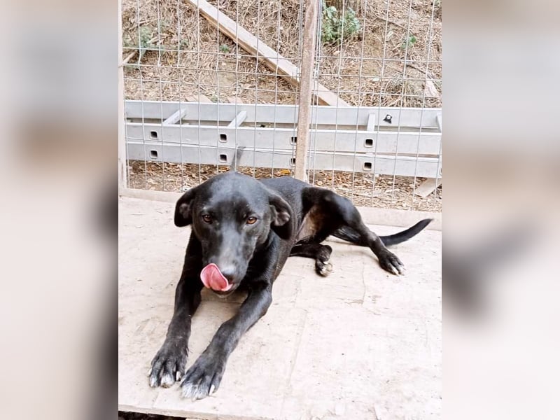 Schwarze Schönheit Hitomi