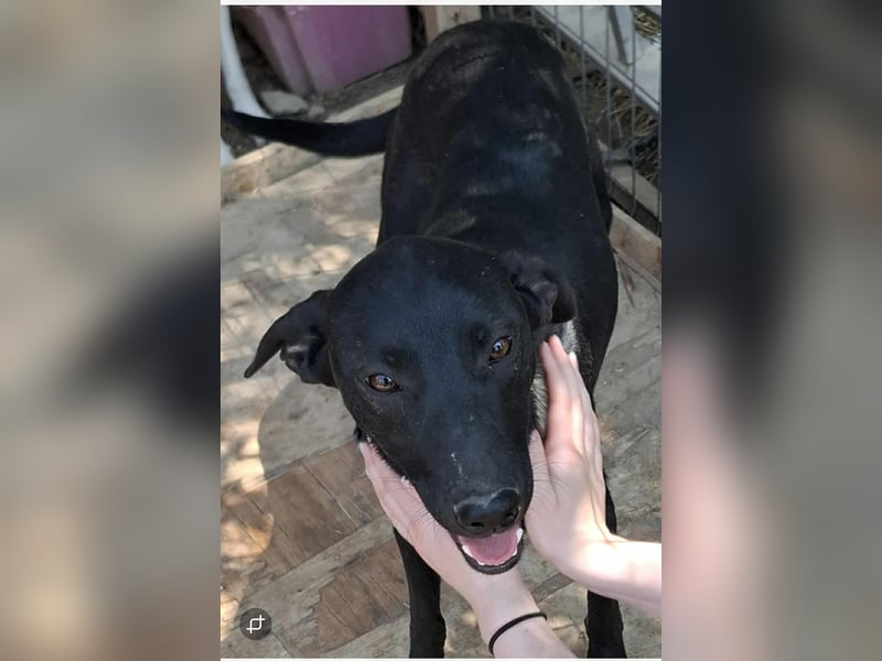 Schwarze Schönheit Hitomi