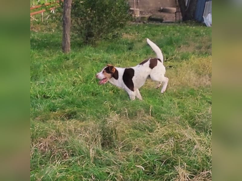 Aktiver Bruno