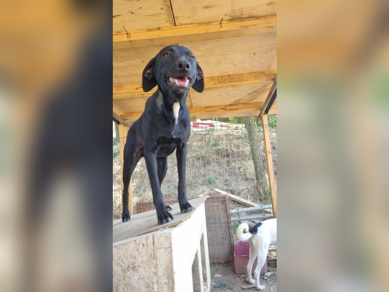 Schwarze Schönheit Hitomi