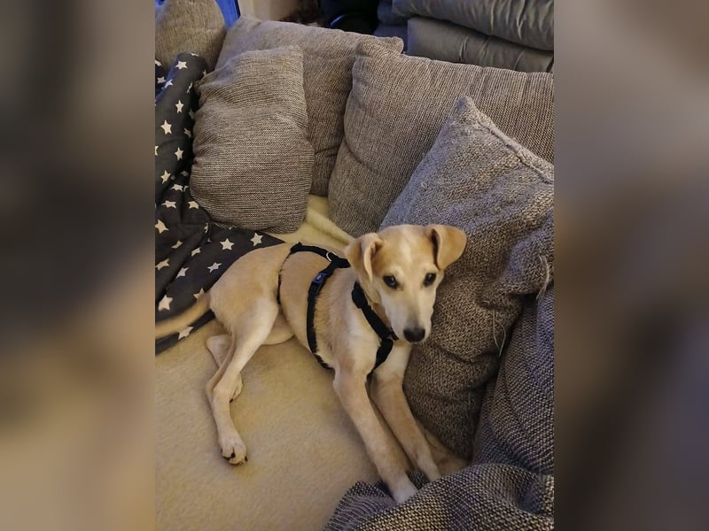 Süße Zeeva sucht liebevolles  Zuhause