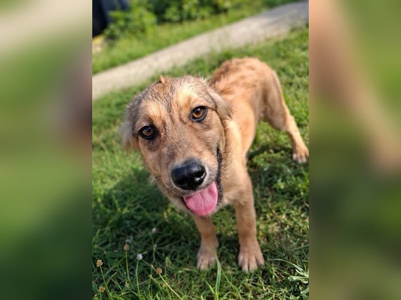Süße Bella sucht liebevolles Zuhause