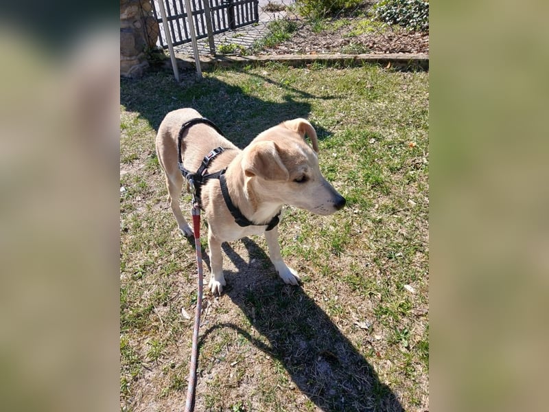 Süße Zeeva sucht liebevolles  Zuhause