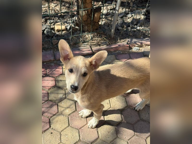 Süße Zeeva sucht liebevolles  Zuhause