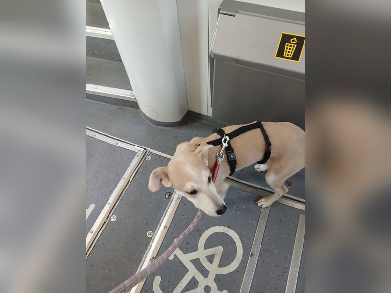 Süße Zeeva sucht liebevolles  Zuhause