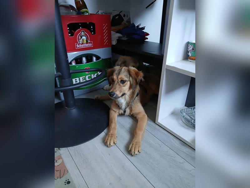 Süße Bella sucht liebevolles Zuhause