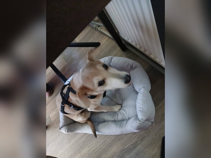 Süße Zeeva sucht liebevolles  Zuhause