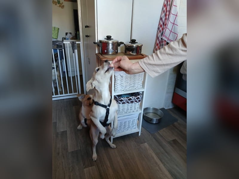 Süße Zeeva sucht liebevolles  Zuhause