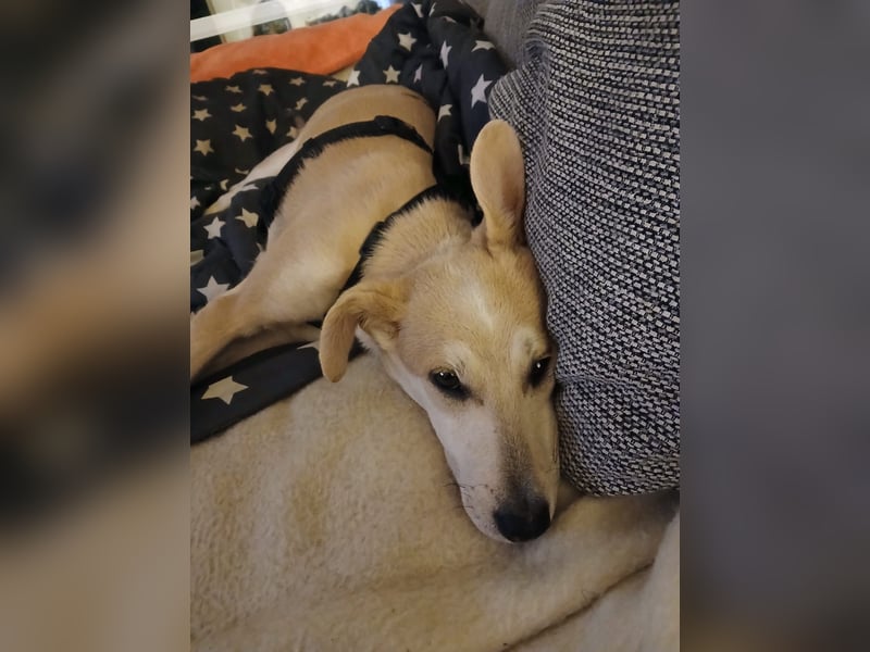 Süße Zeeva sucht liebevolles  Zuhause