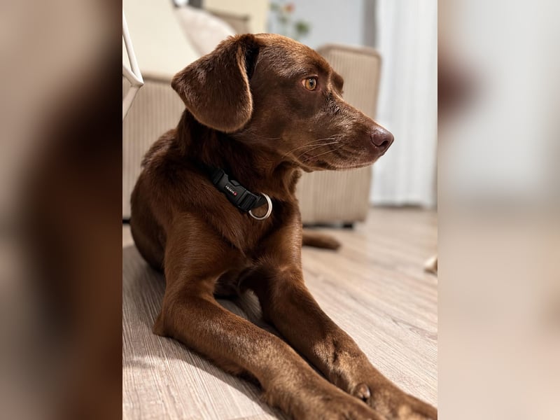 Sisi auf Pflegestelle bei Hamburg