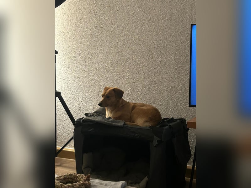 Freundliche Salwa wartet in Rostock auf ihr Für-Immer-Zuhause