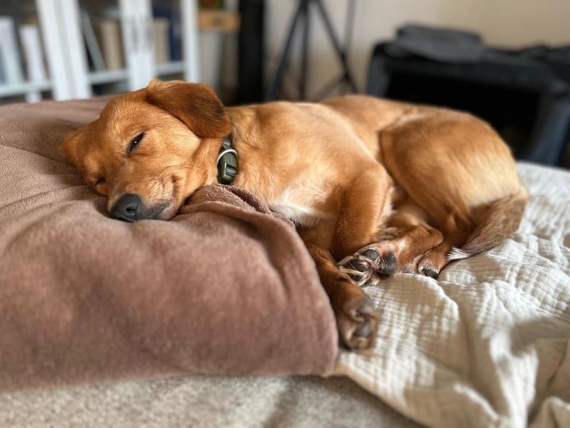 Freundliche Salwa wartet in Rostock auf ihr Für-Immer-Zuhause