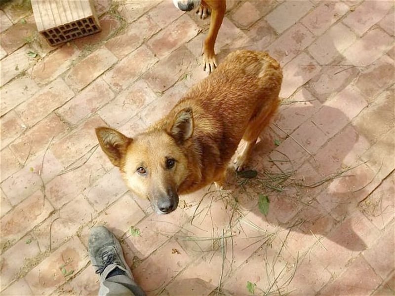 HANA,  eine Seelenhündin