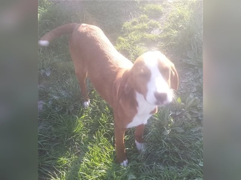 NANDO, der ideale Familienhund