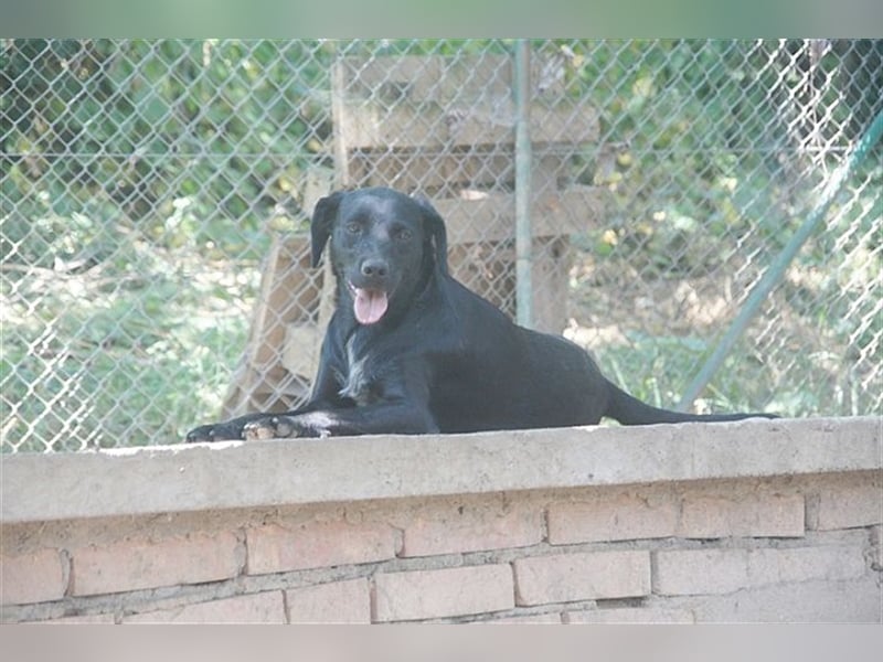 AMBRA, bildhübsche Maus. Der ideale Familienhund