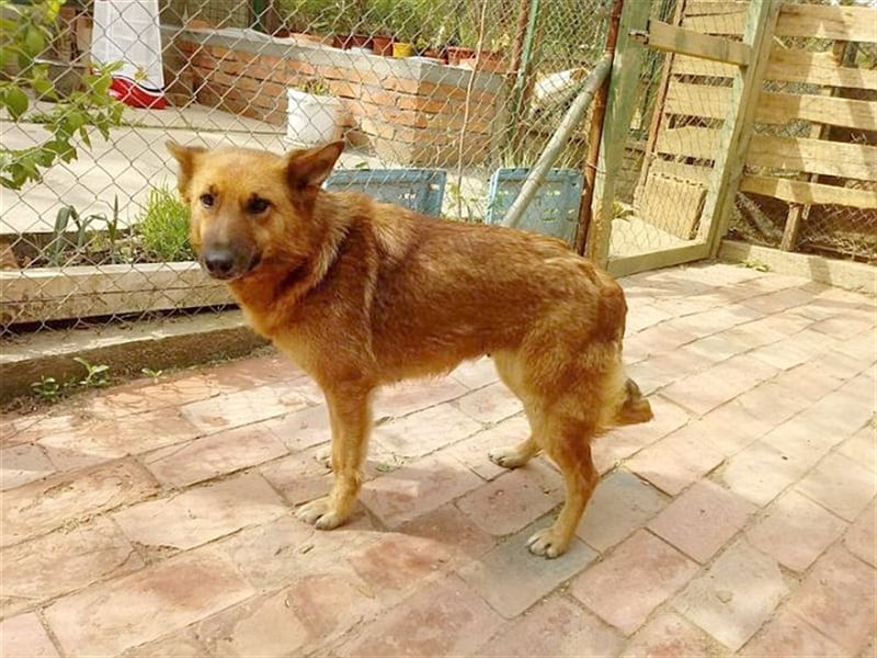 HANA,  eine Seelenhündin