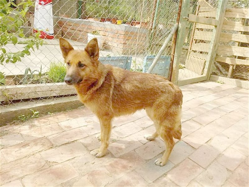 HANA,  eine Seelenhündin