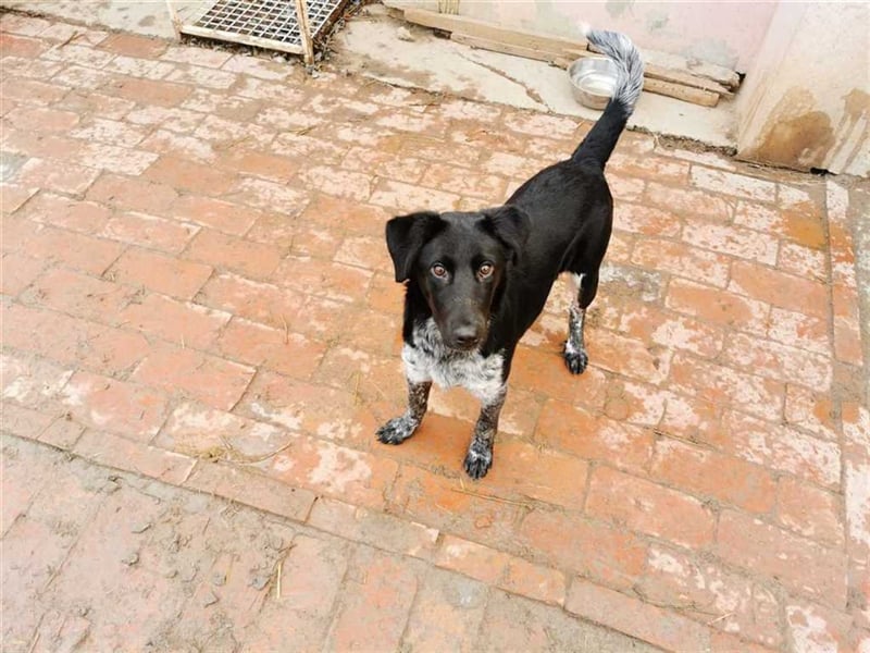 ZIVKO, wunderschöner Bub. Der ideale Familienhund