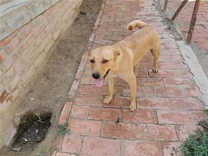 WANDA, eine TRAUMMAUS