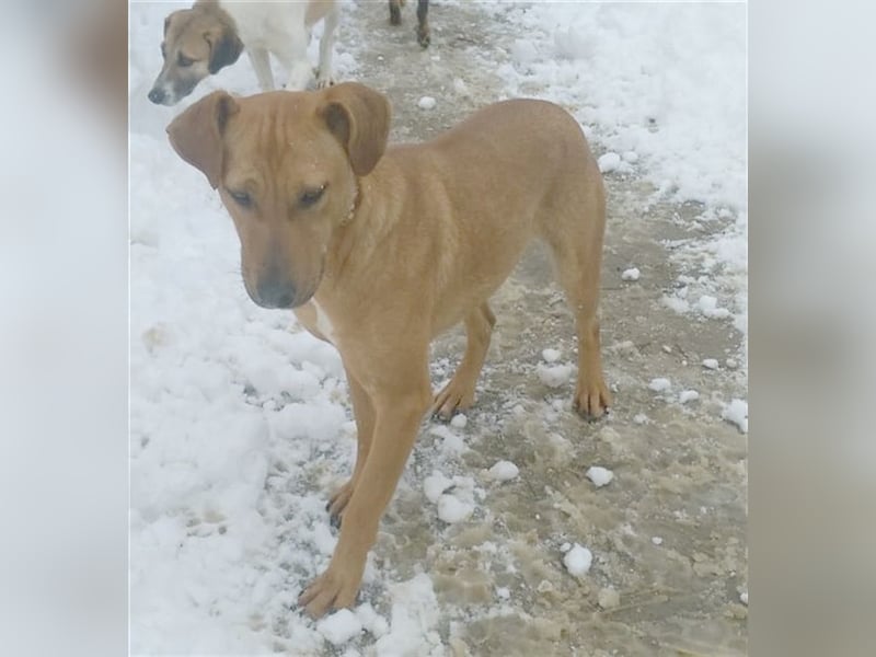 ANA, bildhübsche Maus