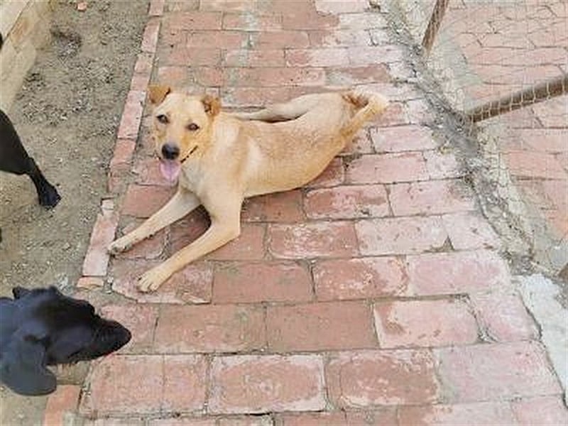 WANDA, eine TRAUMMAUS