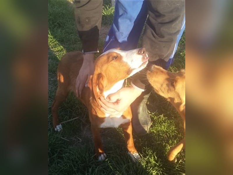 NANDO, der ideale Familienhund