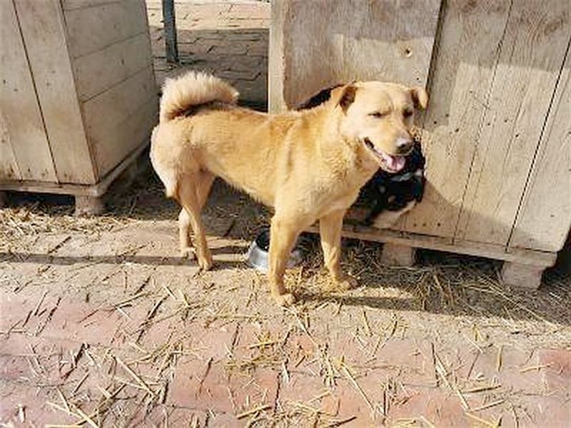 WANDA, eine TRAUMMAUS