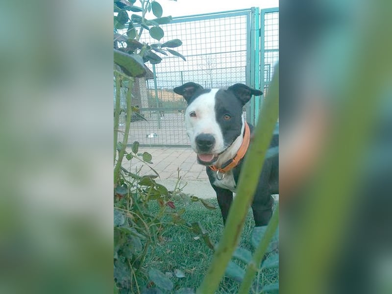 NINA, darf nicht nach Deutschland da Listenmix