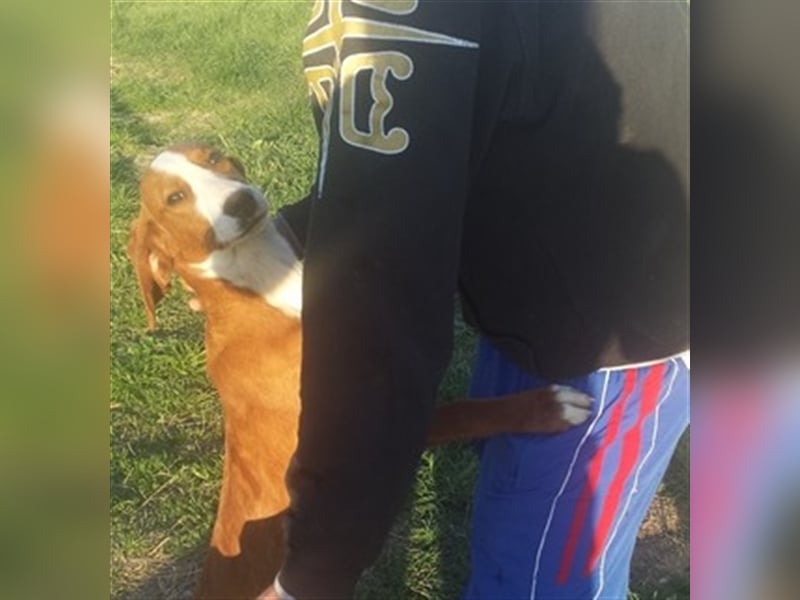 NANDO, der ideale Familienhund